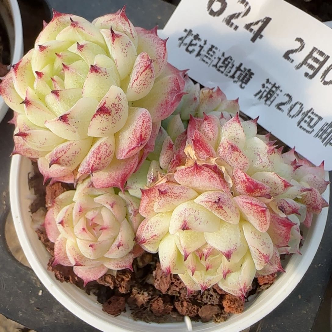 花语逸镜0205-624