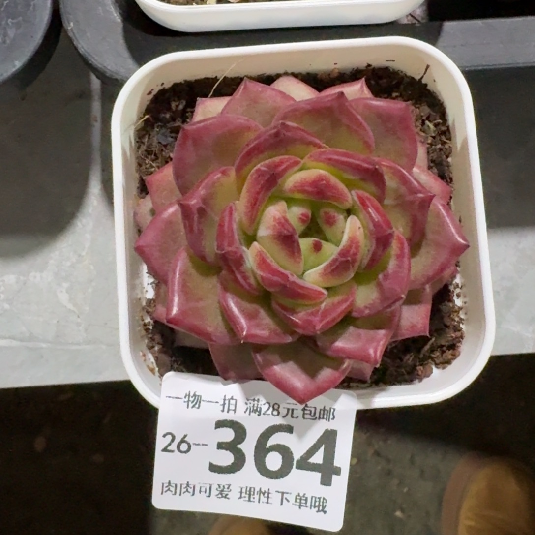 黑武士无盆土发货无