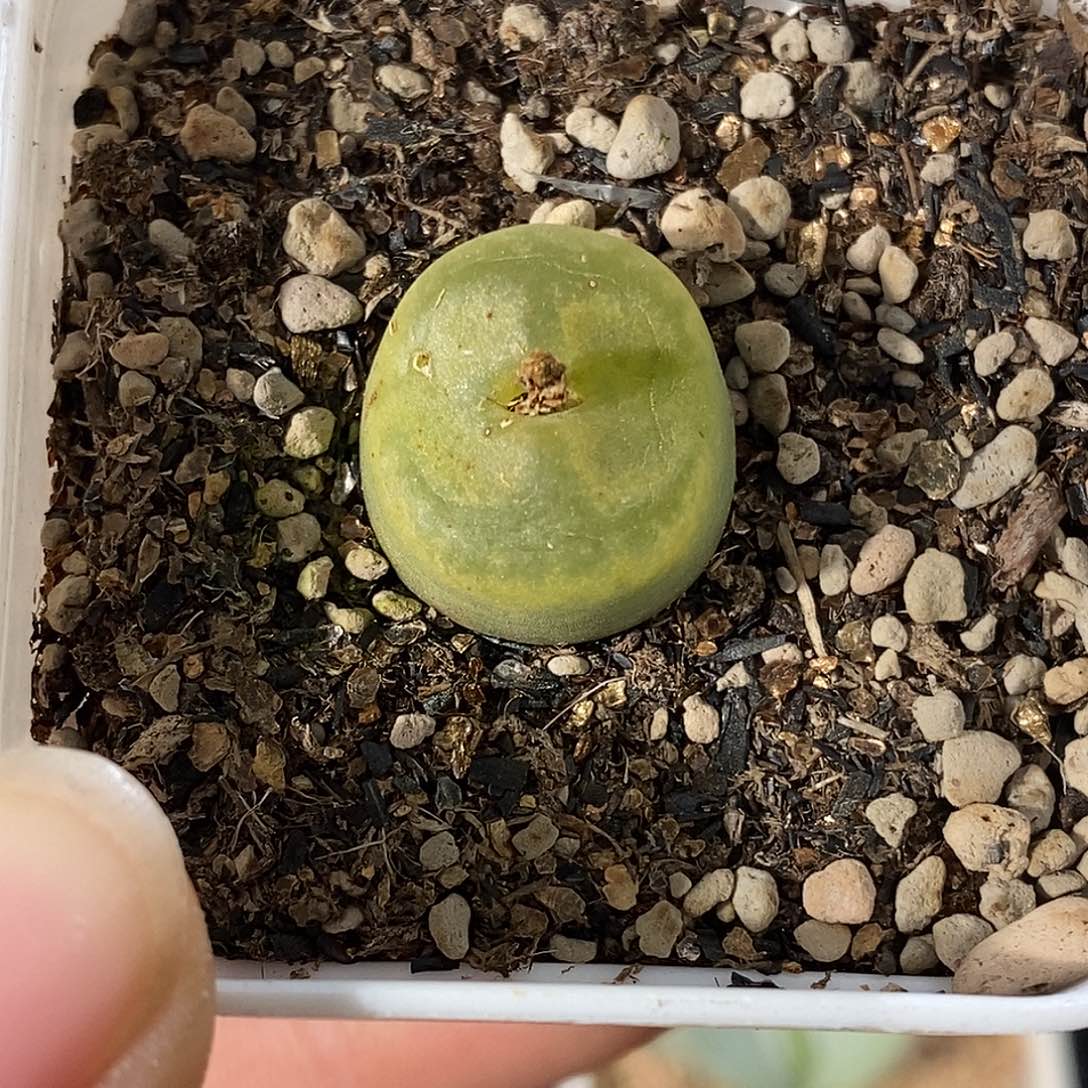 1210-40-新品杂交。    