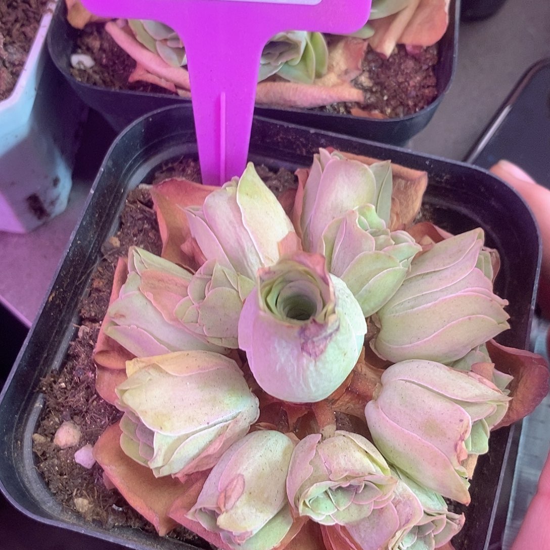 yjj046大漏福利一物一拍玫瑰