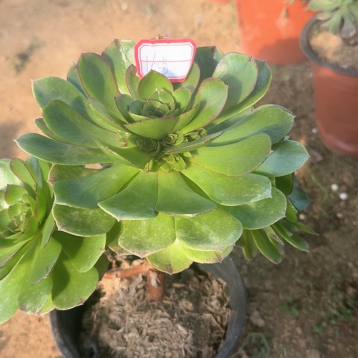 多肉植物万拉丝160号不包损