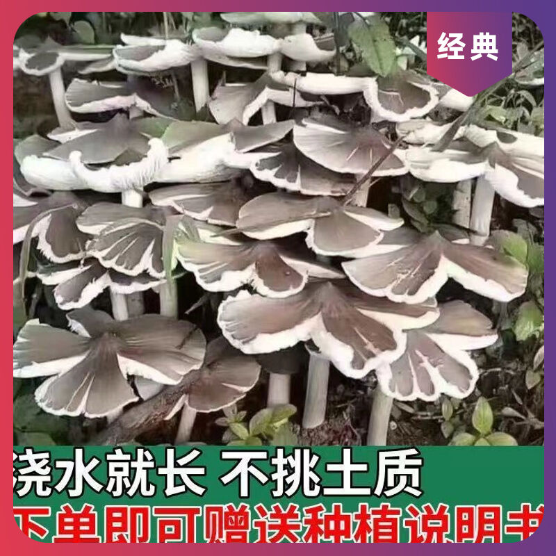 夏至菌菌四季可种菇菌种鸡肉超值菌伞把草鸡高产鸡枞菌三塔菇菌包