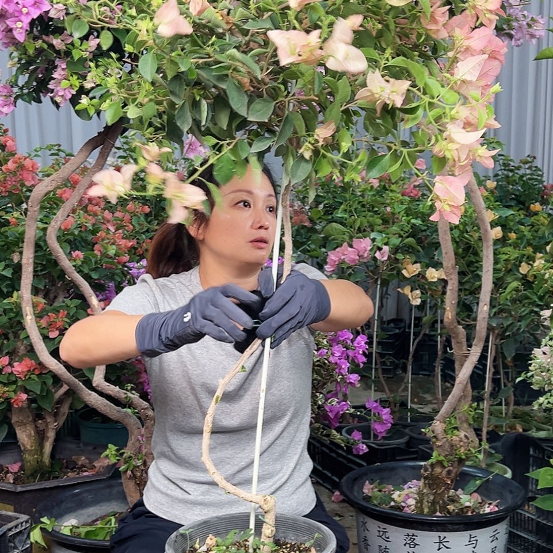 笑***语大部分花苞少量开放L90卡亚塔