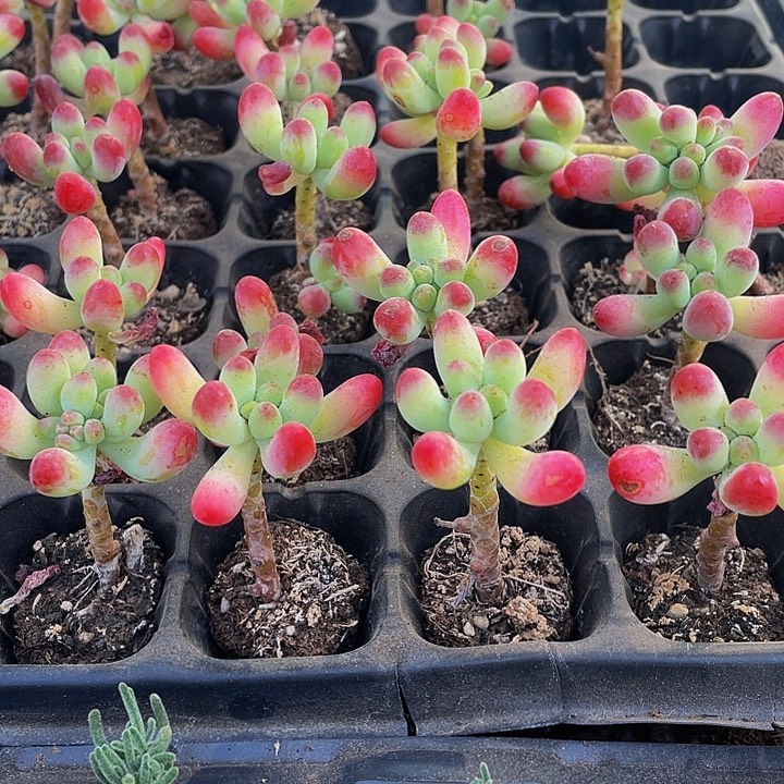 带杆子乙女心1元带土