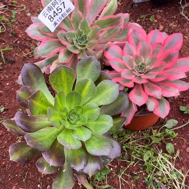 组合8457多肉植物法师