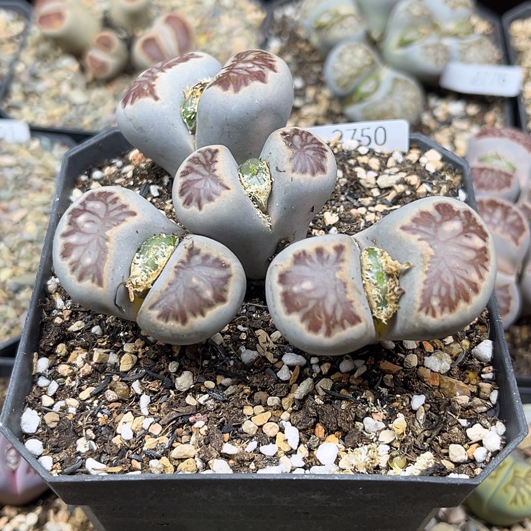 一物一拍菊母本2750粗纹