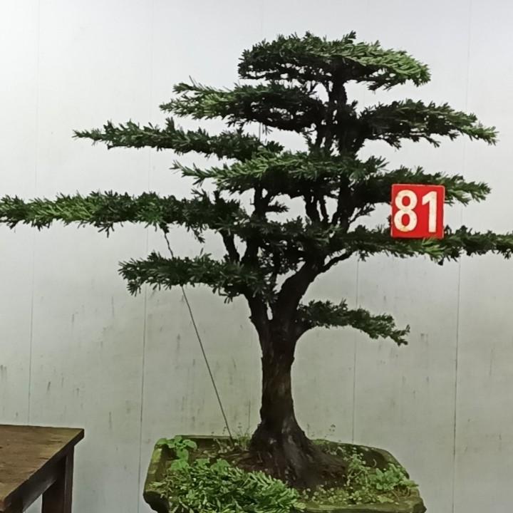 迎客松罗汉松盆景老桩高端造型室内外绿植四季常青好养盆栽植物