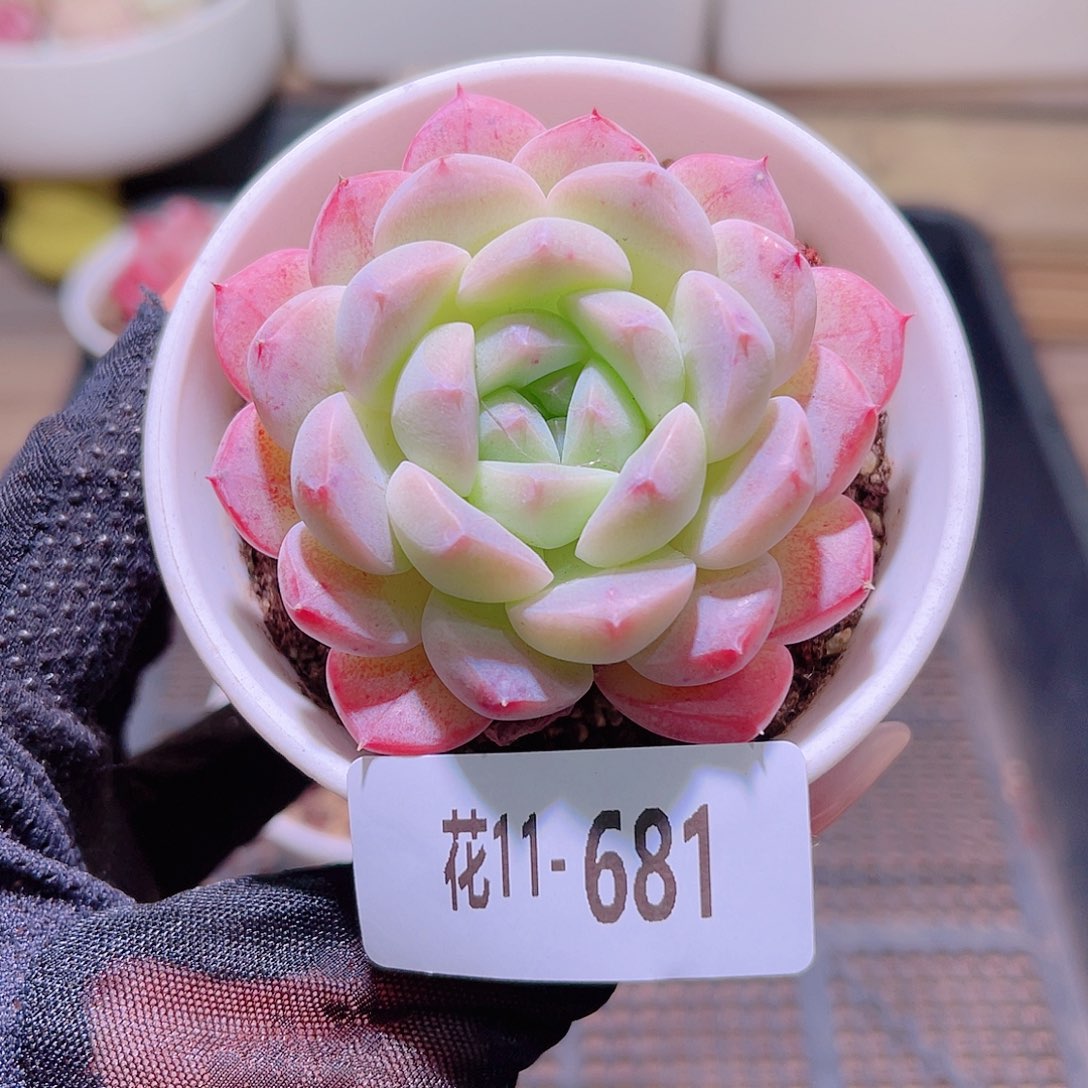 花利美11-681白桃汽水