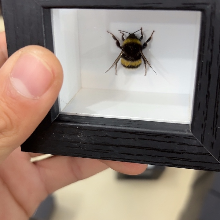 —***—蝴蝶标本定制332@