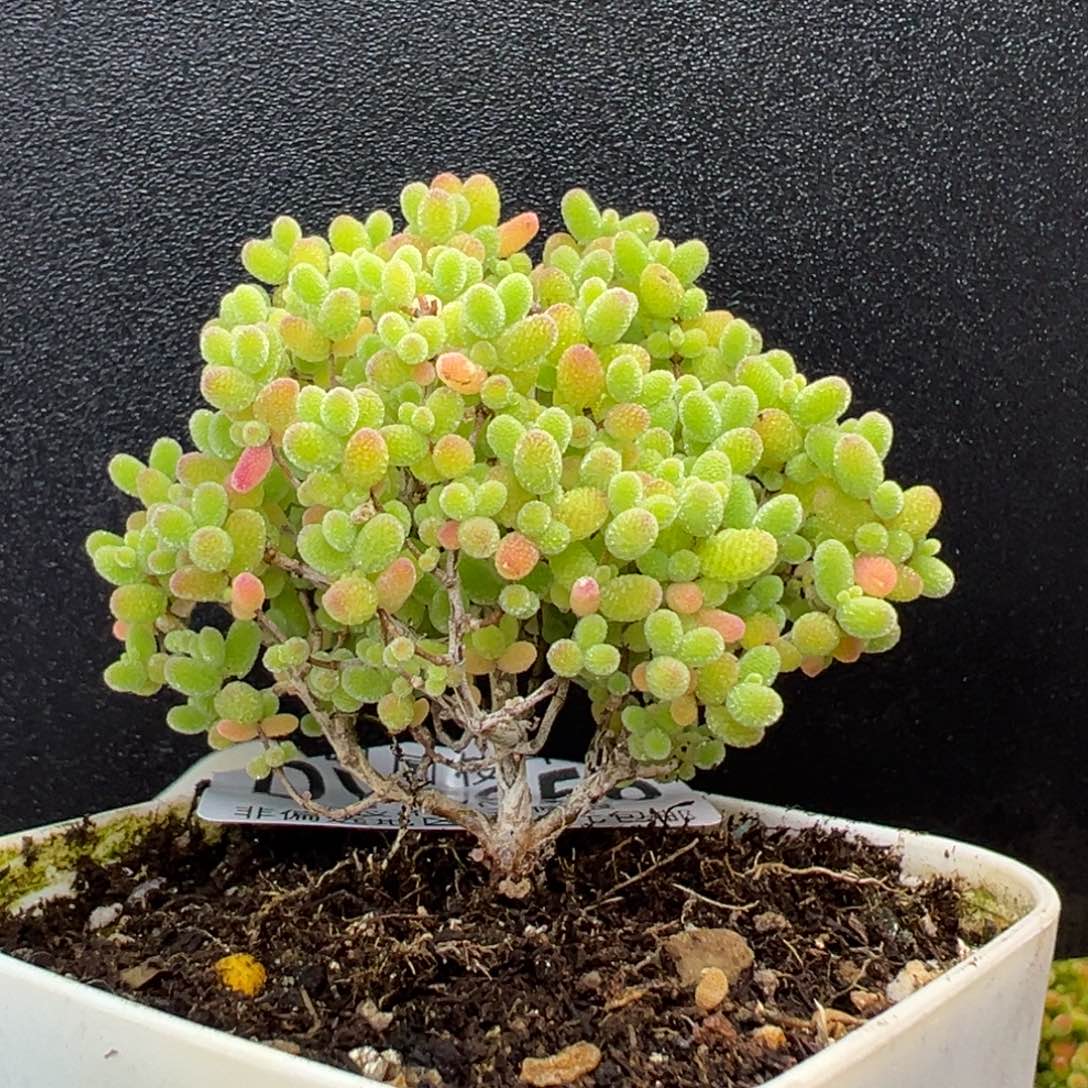 dy5656小可爱精控蜜橘糖球冠幅5.5cm