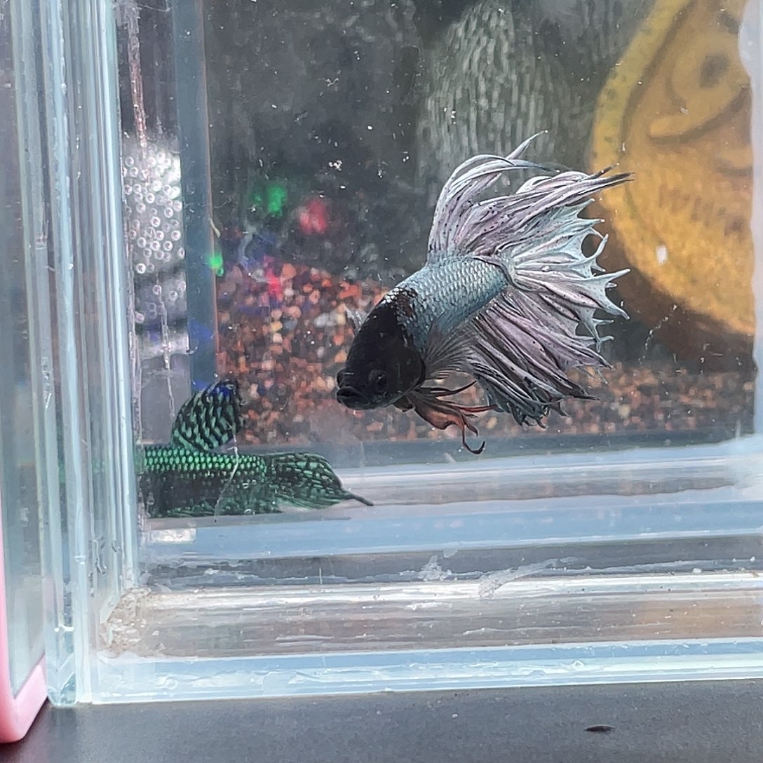 斗鱼3号13晚气泡黑毒