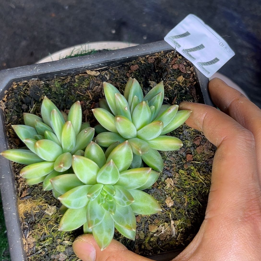 多肉植物雨花石s p777