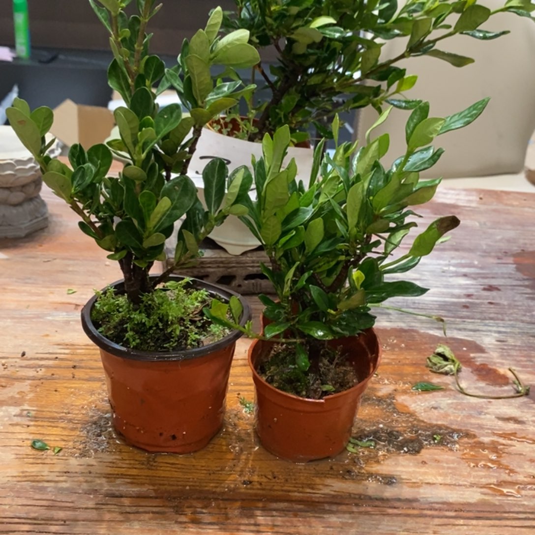 ****完全开放栀子花111