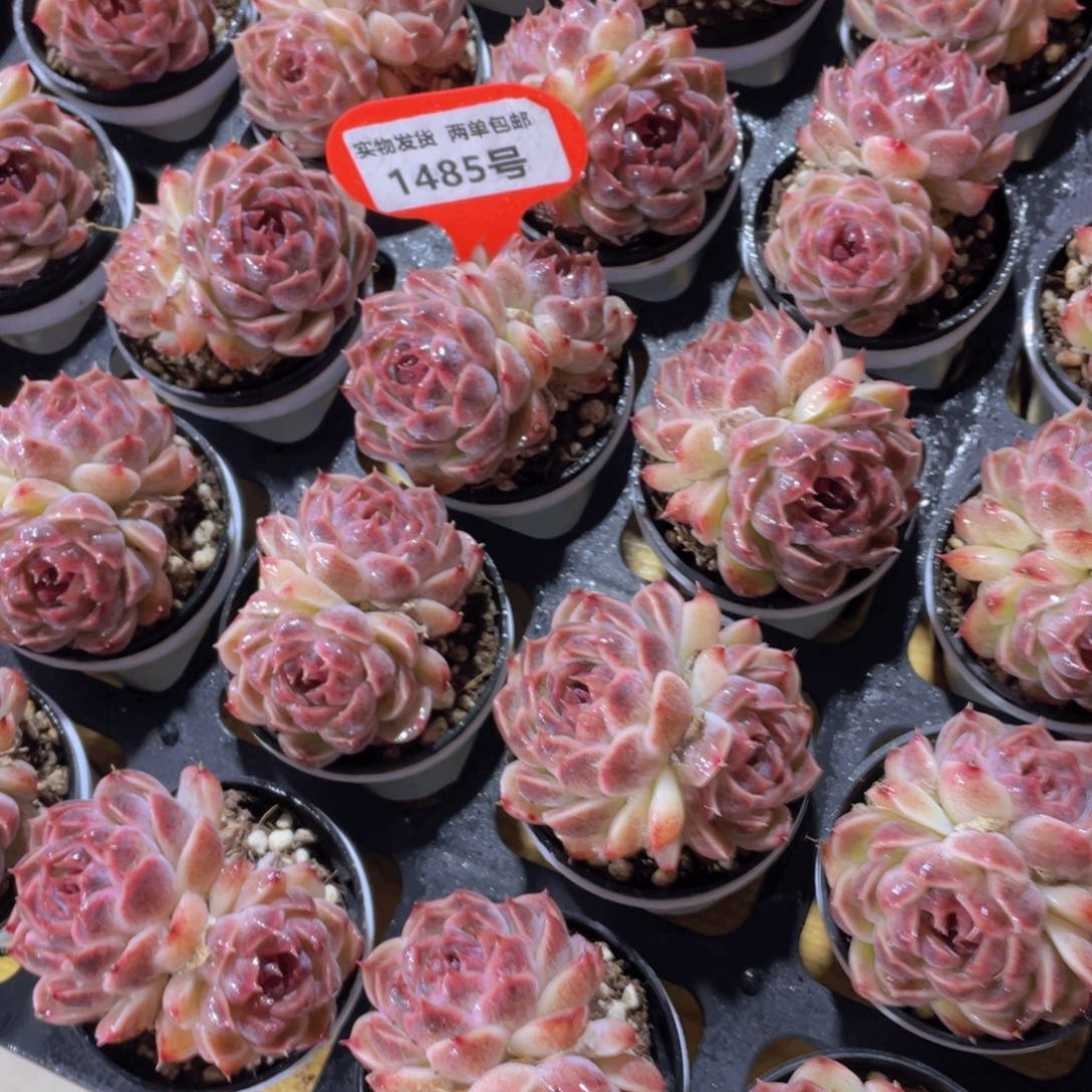 1485号 紫霞仙子福利2个