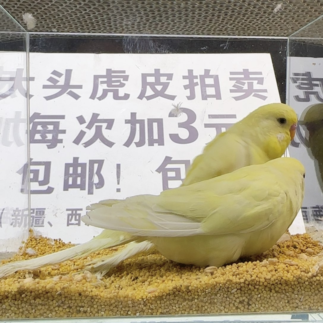 虎皮鹦鹉大头鹦鹉