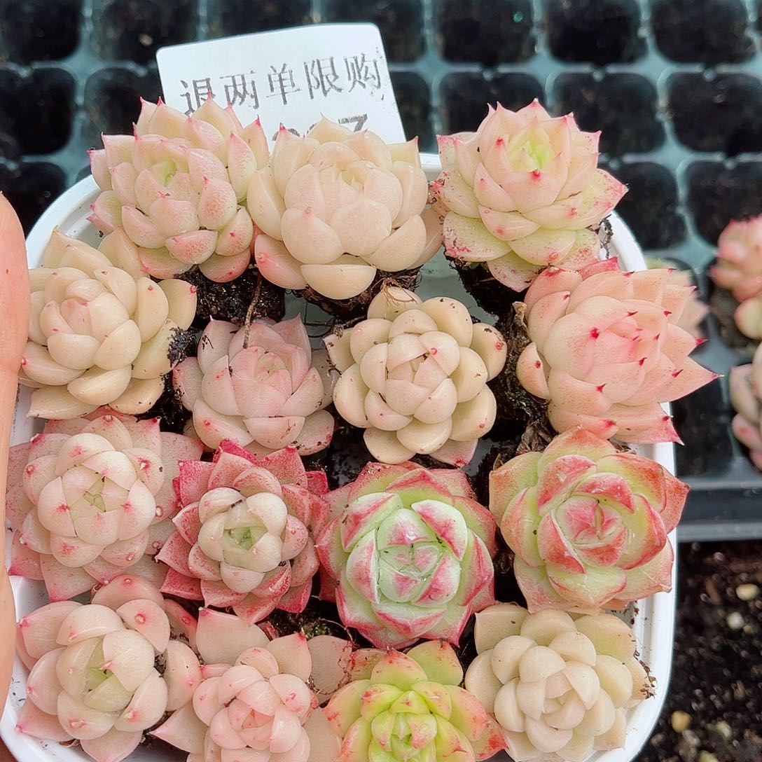 1-267 新疆西藏内蒙不发12.8包邮2-3公分多肉