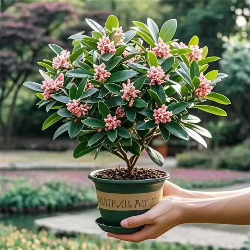 金边瑞香盆栽浓香型带花苞老桩耐寒四季常青室内外观花植物