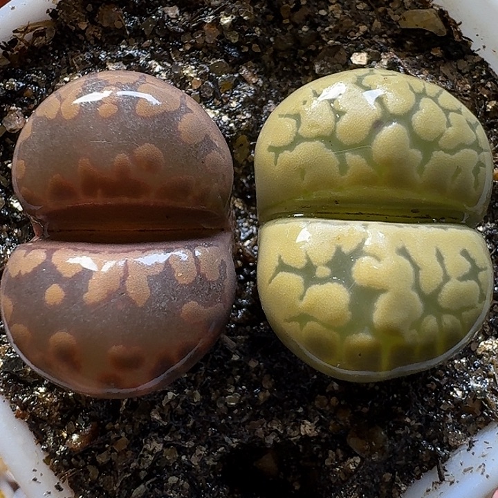 生石花1111111。  307