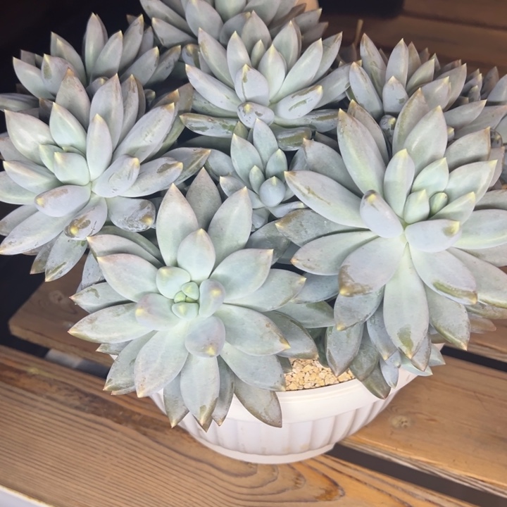 M***amia哥特萝莉大群一颗