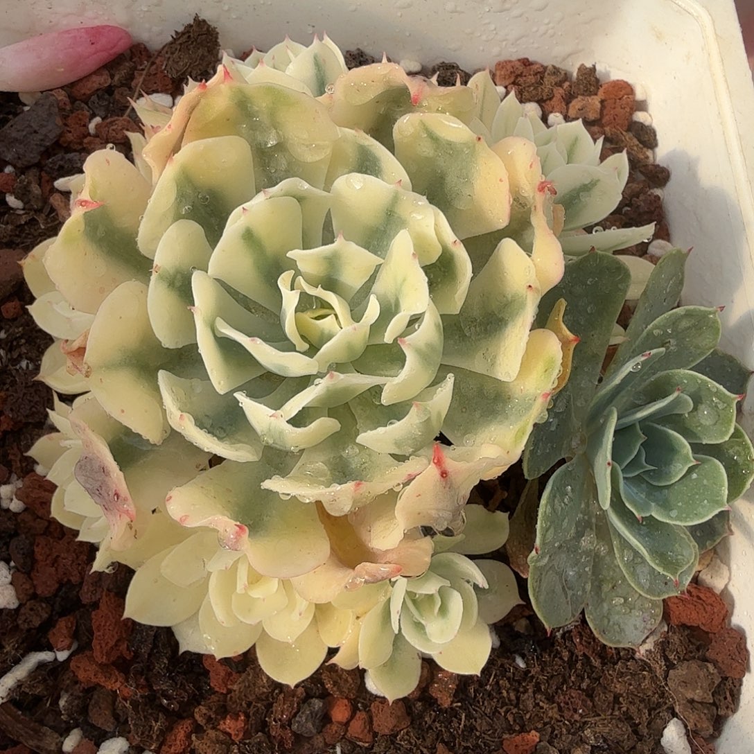 海啸锦，手捧花，多肉植物