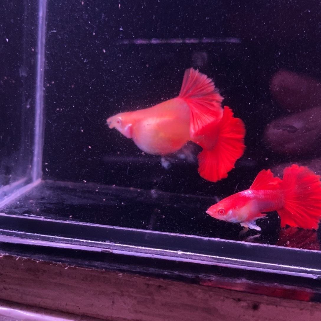 孔雀鱼菊花帆白子一对