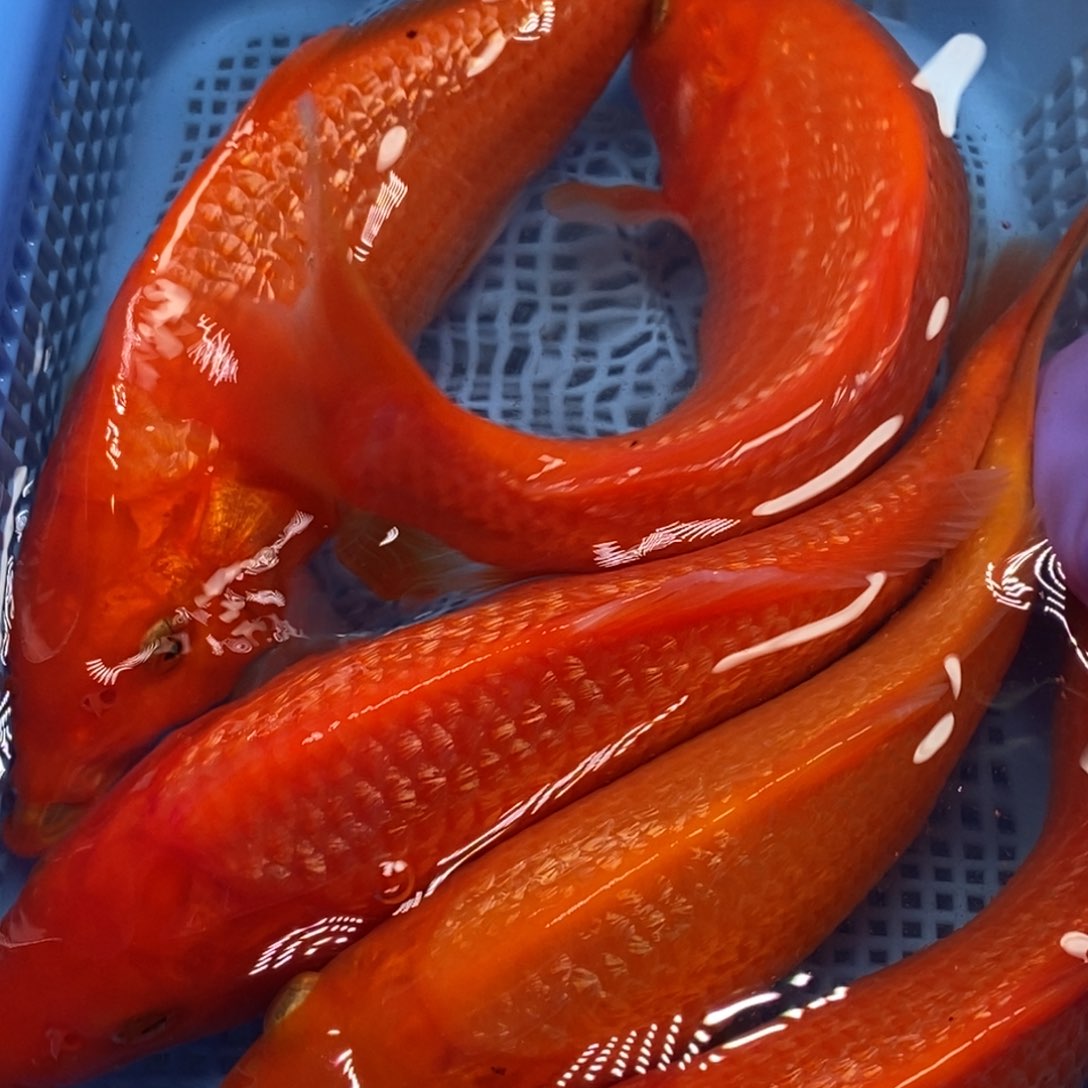 锦鲤冷水锦鲤包邮