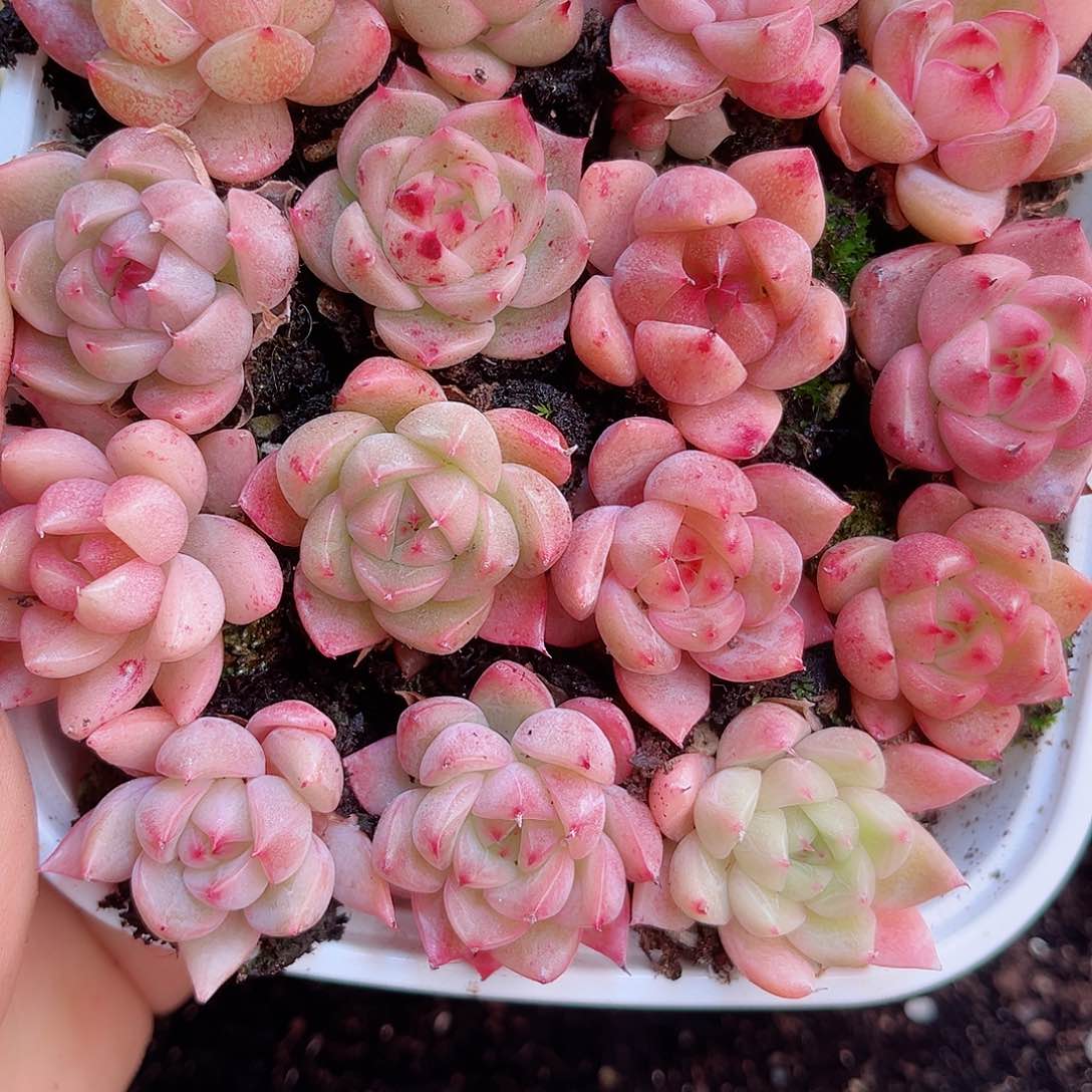 1-710 新疆西藏内蒙不发12.8抱歉2-3公分多肉