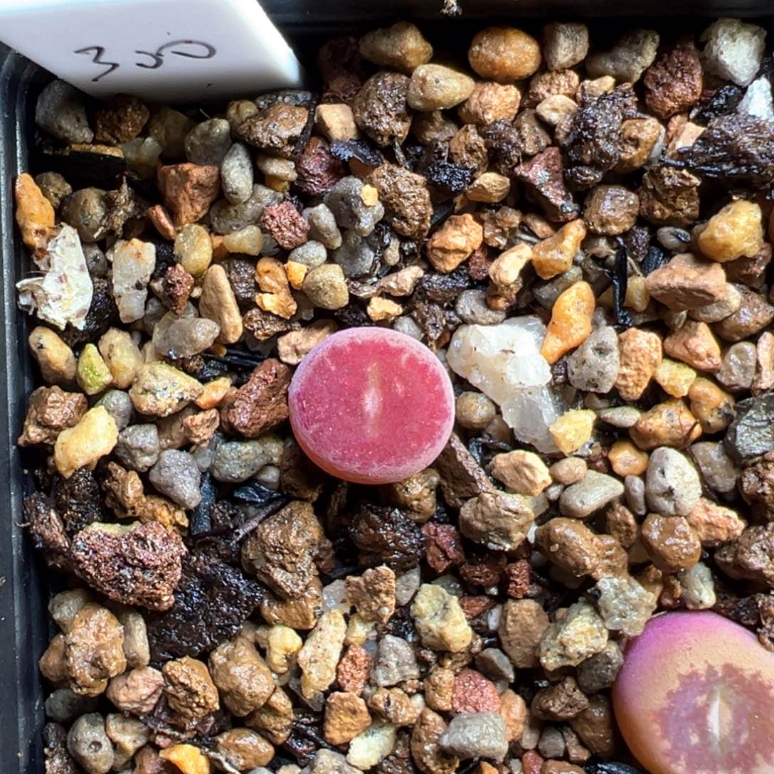 多肉单头优选全窗墨杂一棵