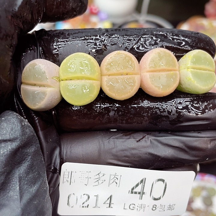 生石花满18包邮14-40