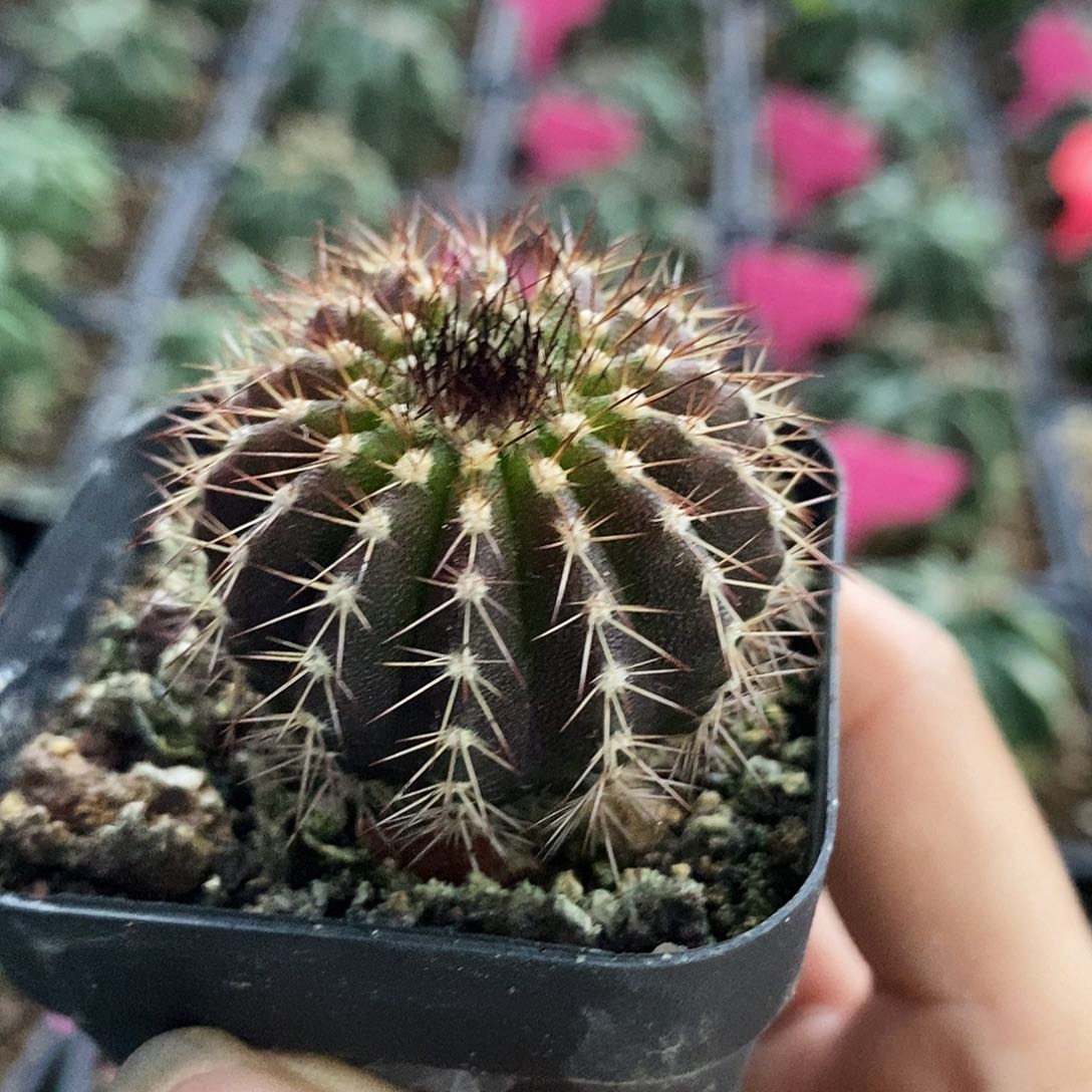 花花草草花花草草