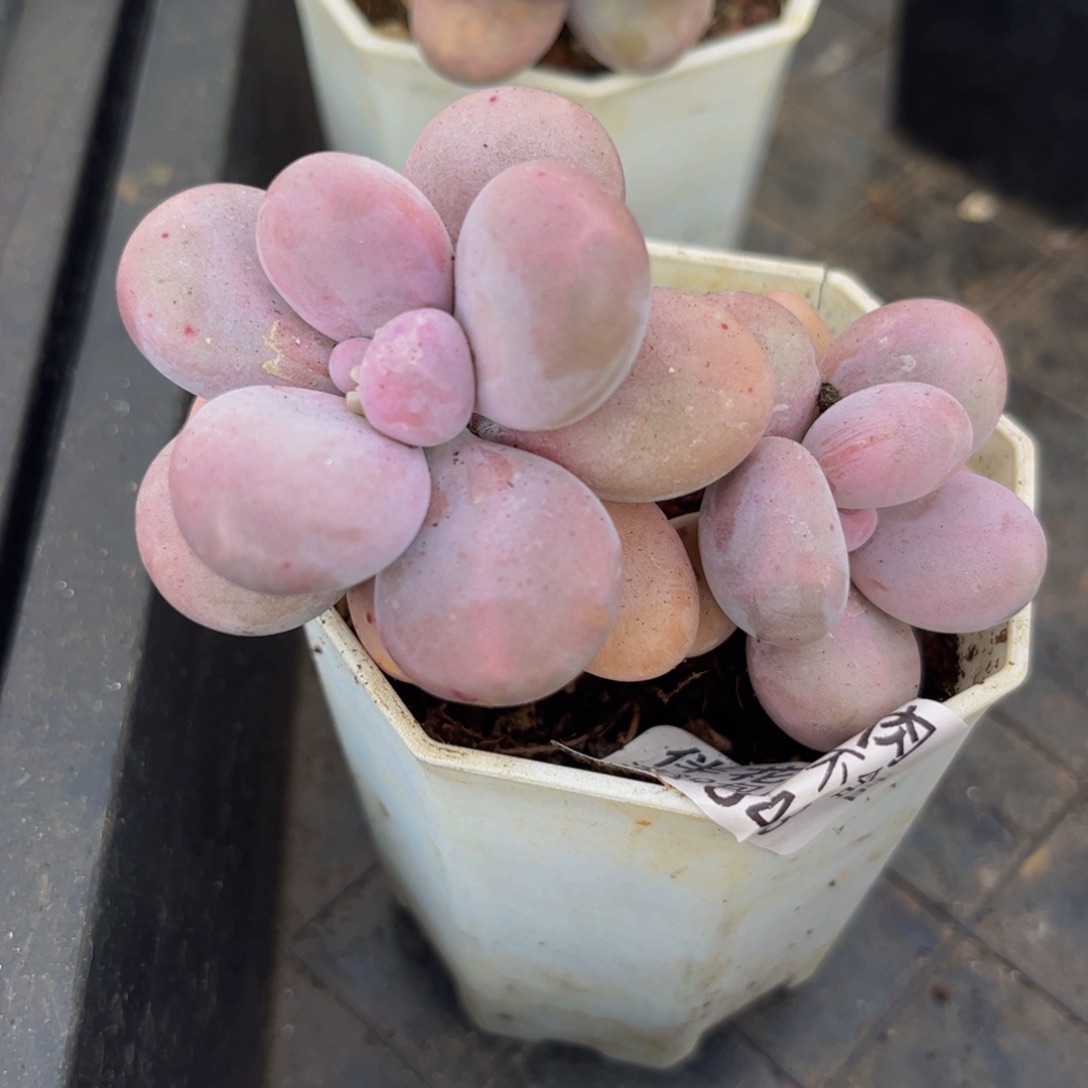 643/6cm水光针多肉植物