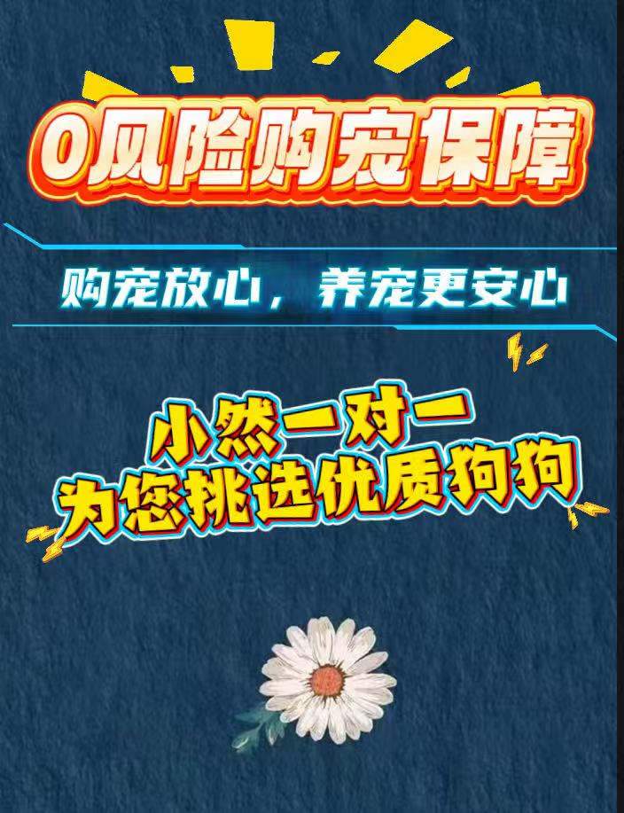 【宠物】“拍下留意短信”主播带你挑选【一 对一挑选】其他咨询服务