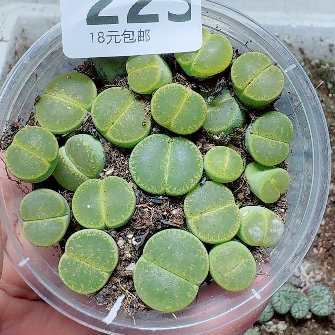 223多肉植物多肉植物