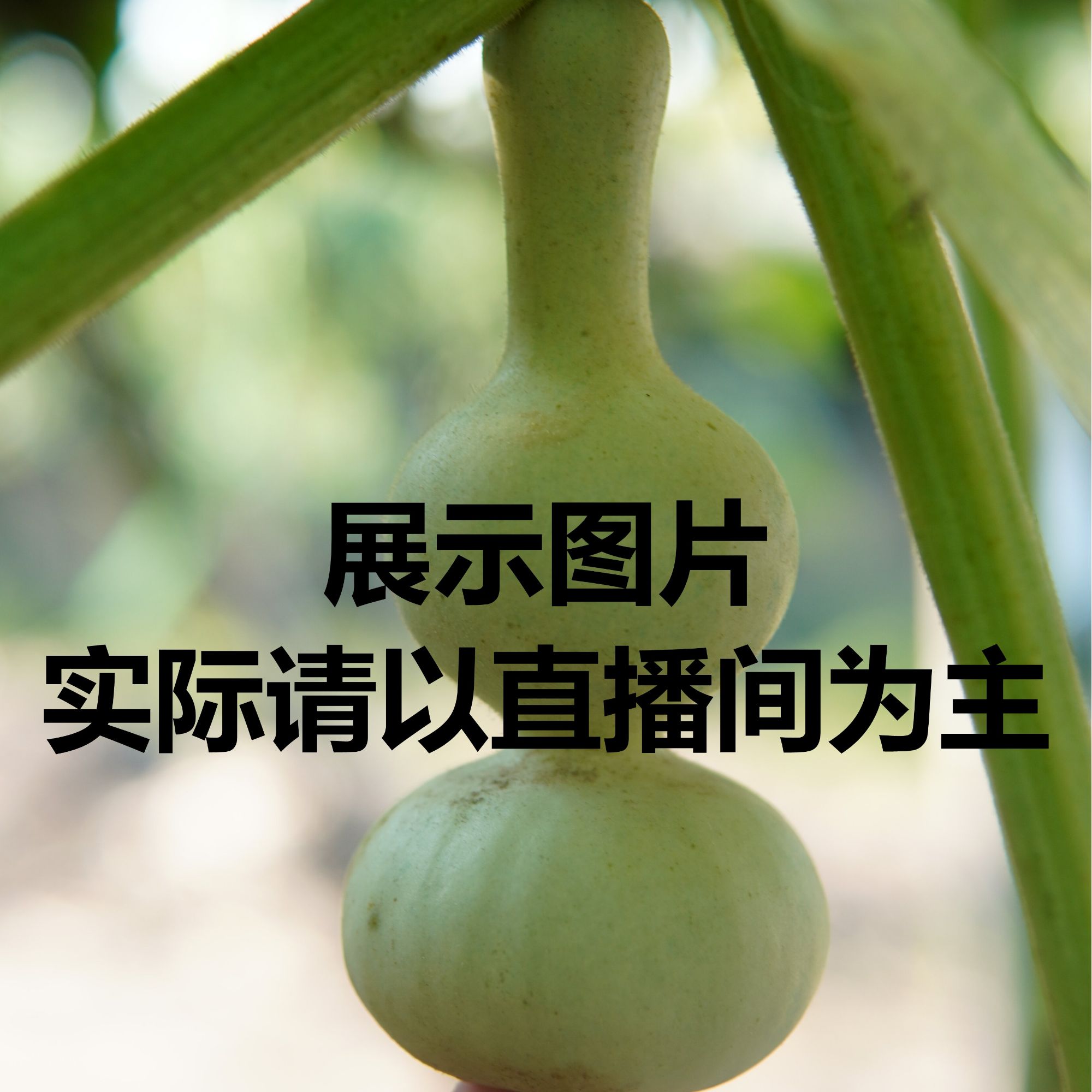 精品葫芦粗嘴八宝青皮