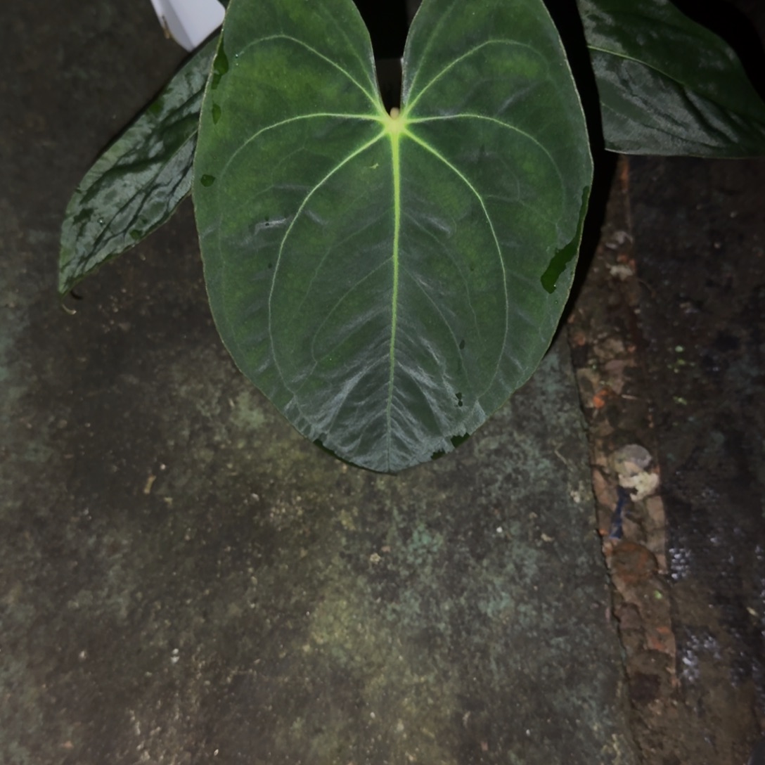 无花朵加通湖PAPI花烛