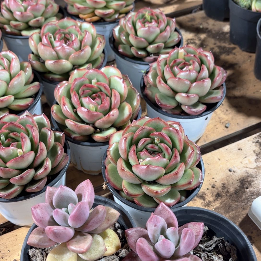 灵*桃花源3颗一组