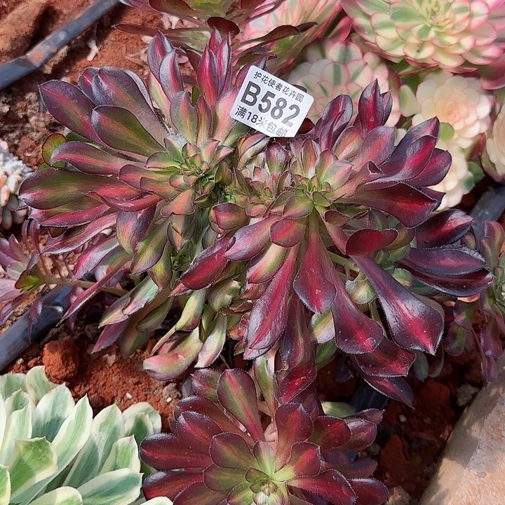 多肉法师晚霞七彩缀化