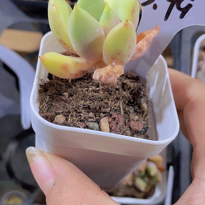 在****子精品红象牙插牌子