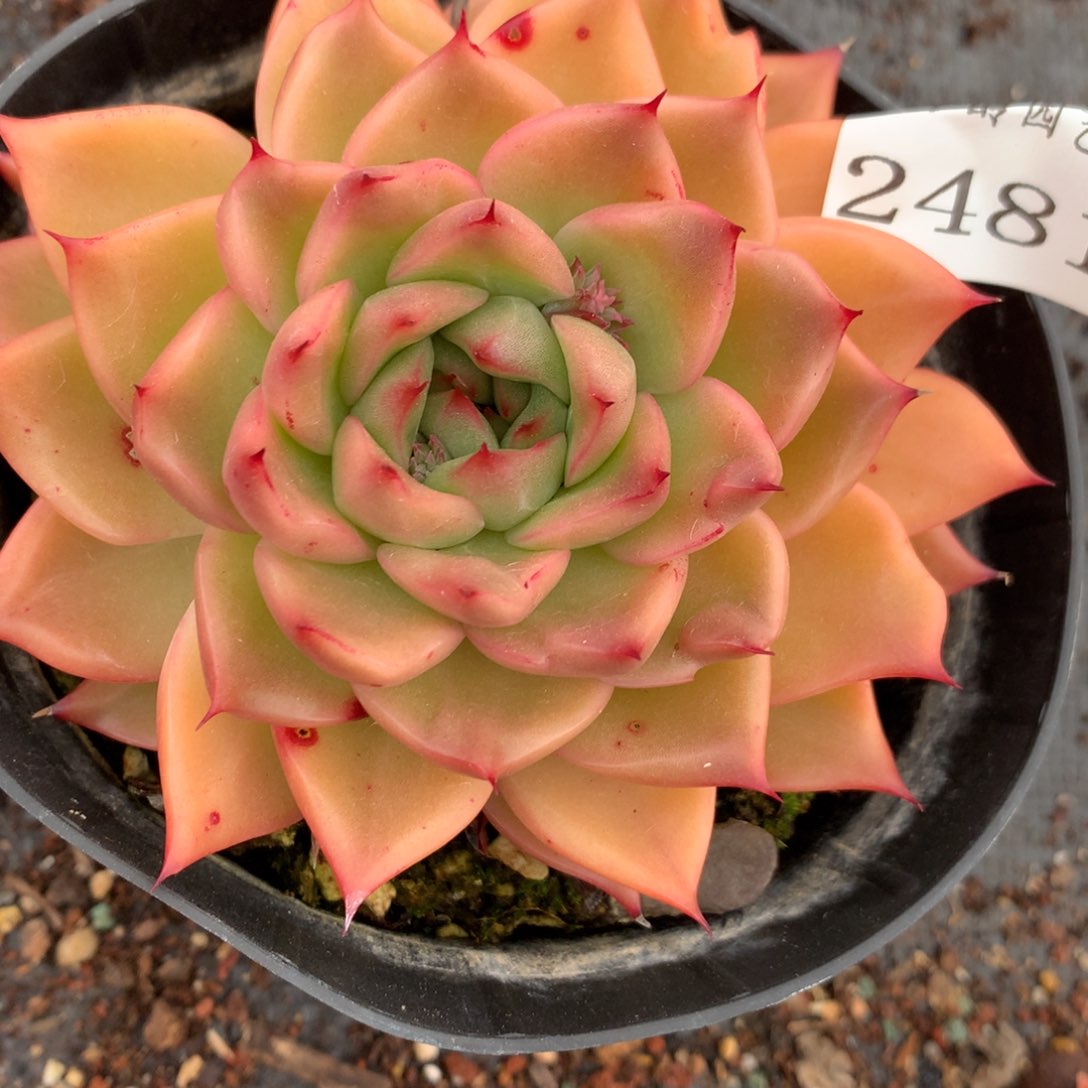 2481杂交多肉老桩