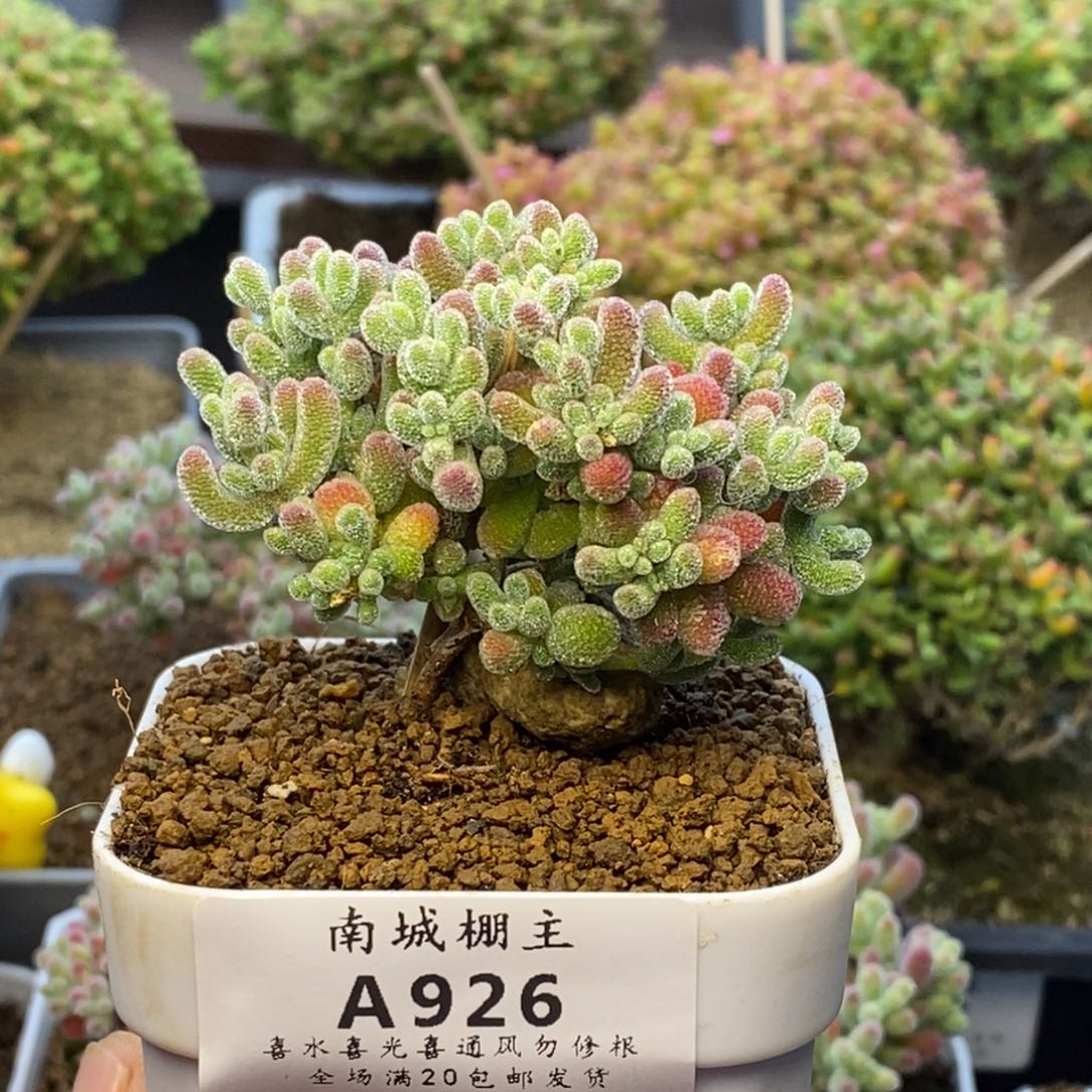 926优选冰晶枝干番杏