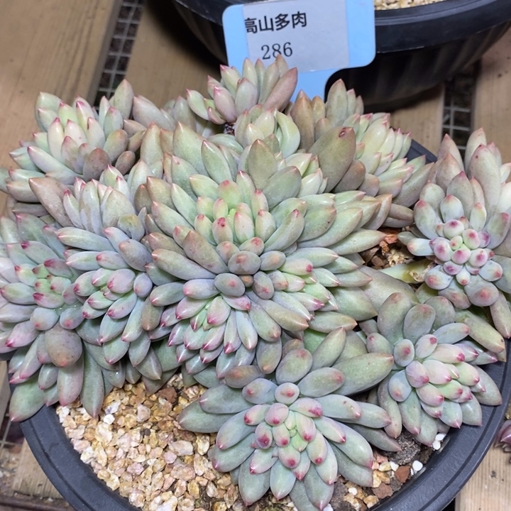 D286- 直播福利 岩字捧花