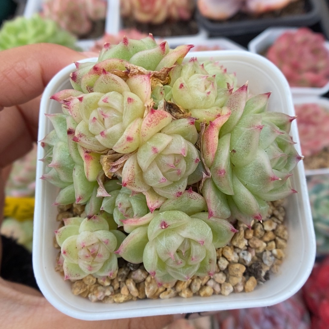 蜜蜡麦秆群生5348号