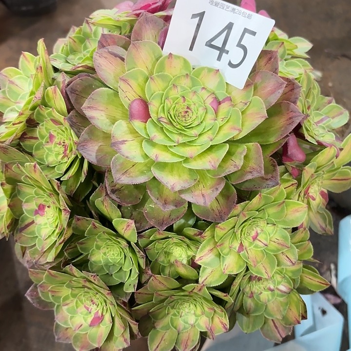 多肉植物知否145