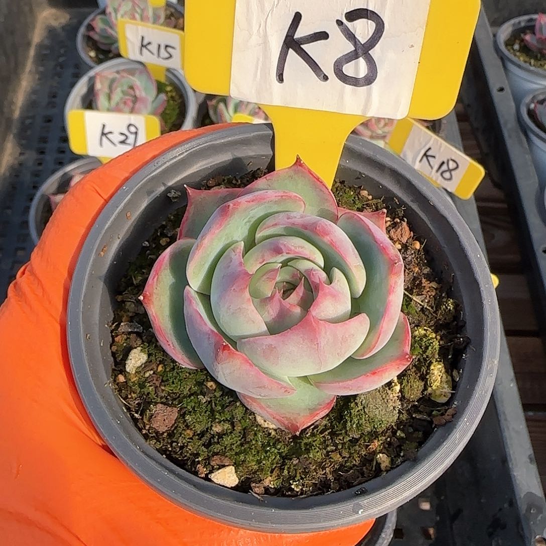 株****对K8惊鸿单头多肉