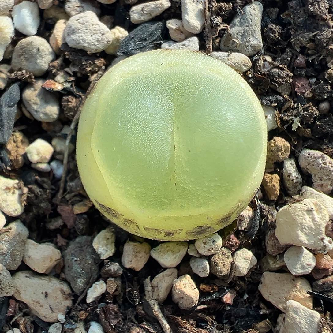 376拉登带盆土发货