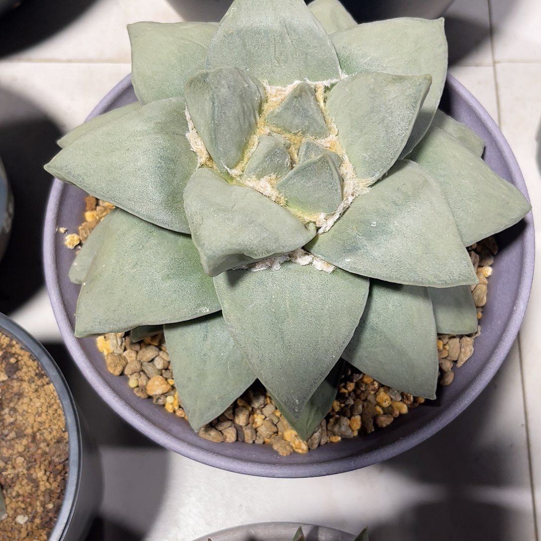 粥**吖实生仙人球仙人球