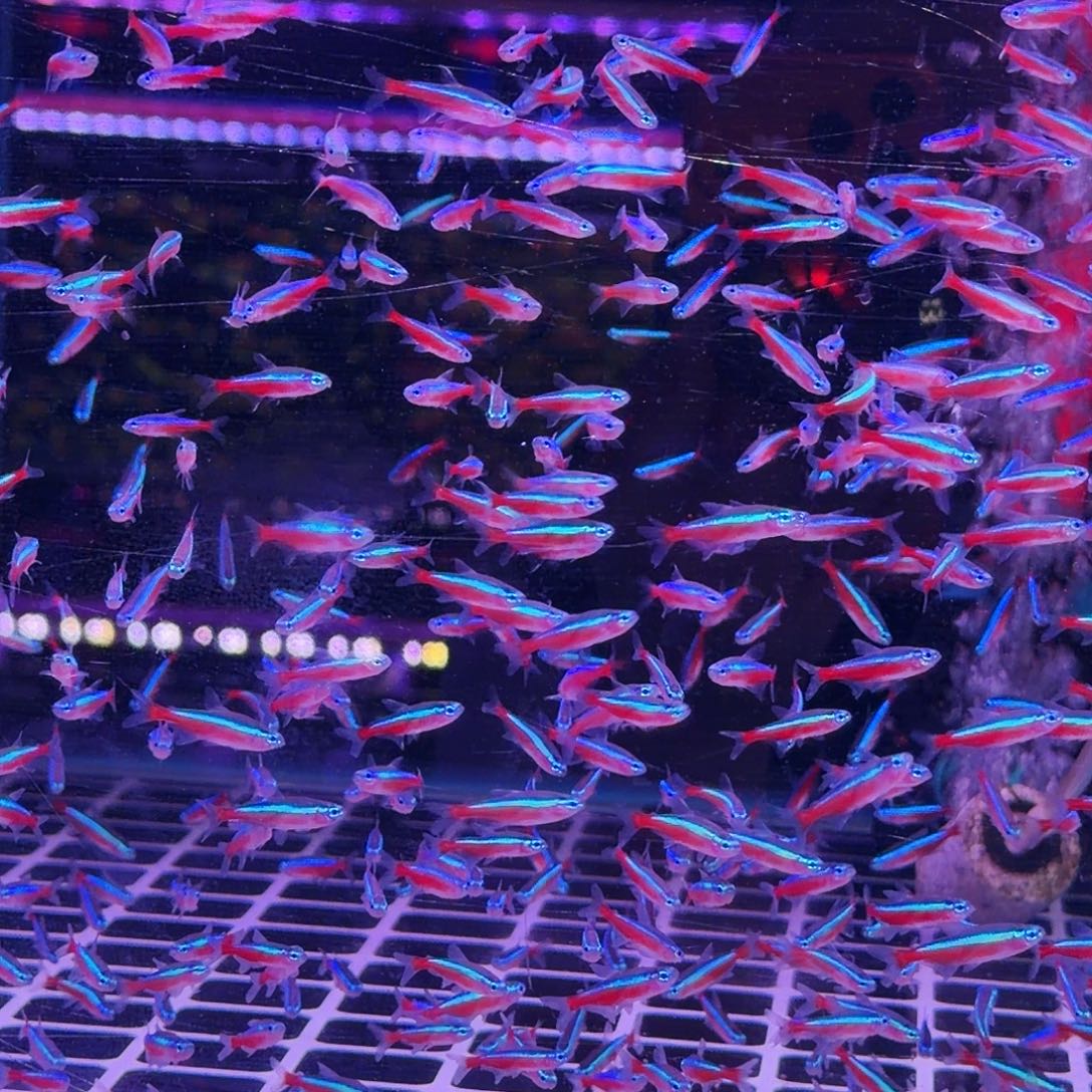 灯科鱼宝莲灯36条(25条送11条备损)