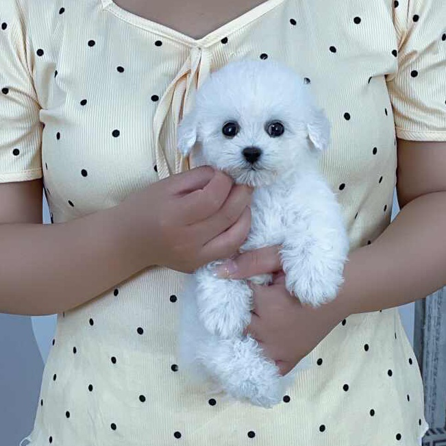 直播间比熊小型犬宠物活体