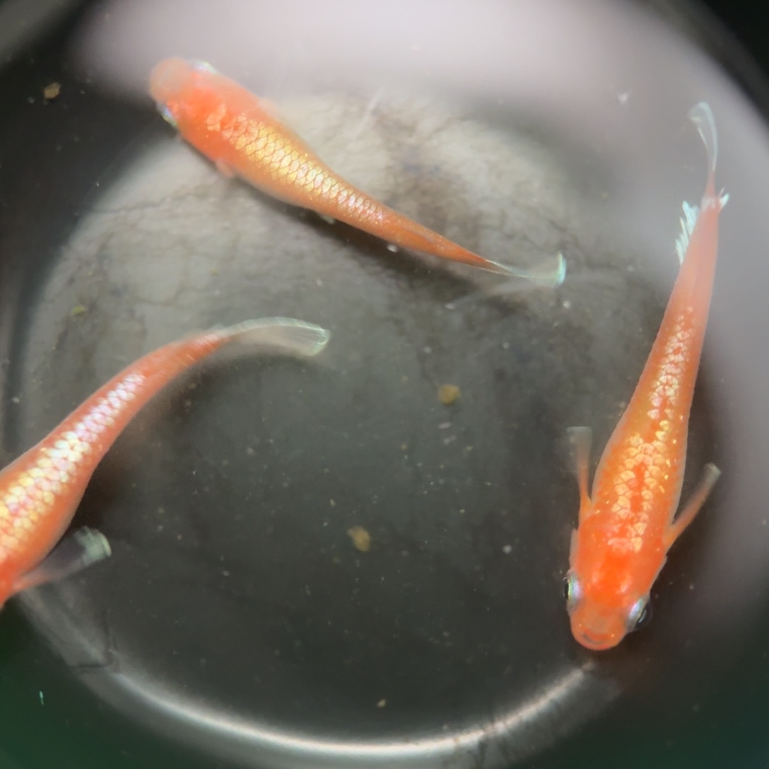 青鳉编号 4 林血红赤壁 1 对