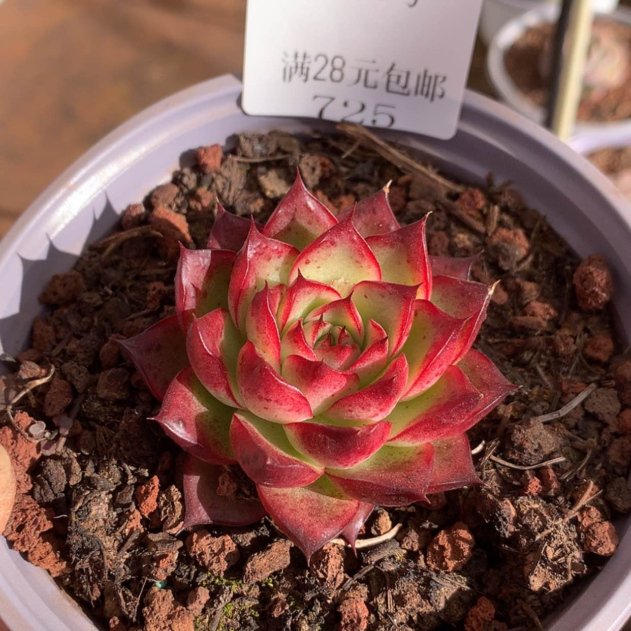 【闪购商品】云725